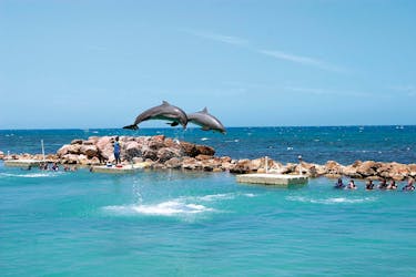Dolphin Swim Experiences & Rick’s Café Tour